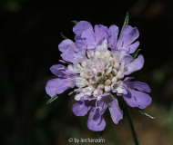 Scabiosa columbaria