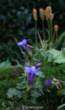 Gentiana scabra