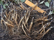 Paeonia peregrina