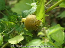 R. stellata Mirifica