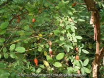 R. majalis unter Macrocarpa