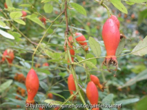 R. sweginzowii Macrocarpa