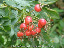 R. mariae-graebnerae