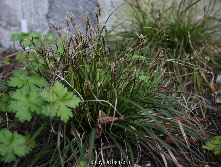 Carex digitata