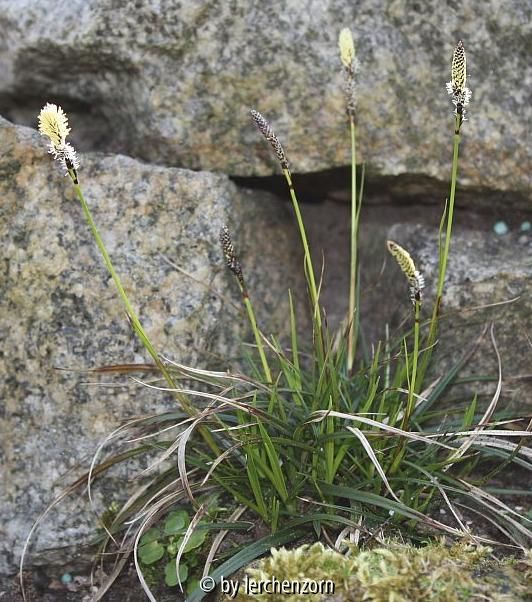 Carex ericetorum