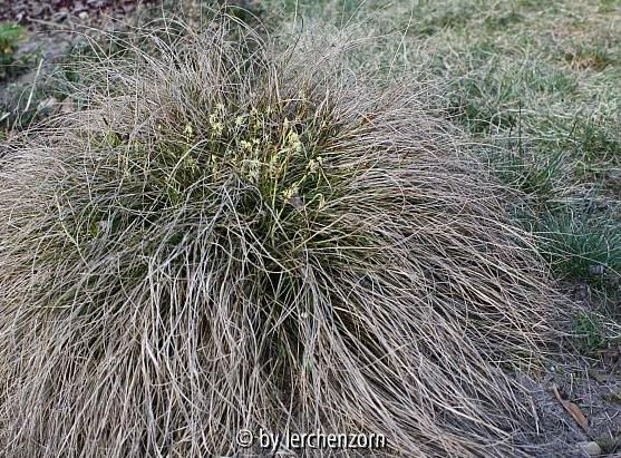 Carex humilis