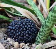 Typhonium venosum