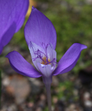 Crocus banaticus
