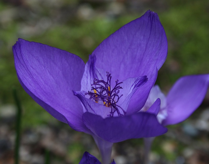 Crocus banaticus