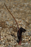 Biarum tenuifolium idomeneum 20120823 (4