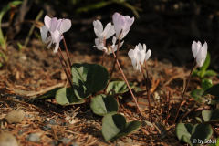 Cyclamen intaminatum 20120916 (1).jpg