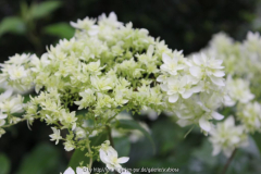 H. Hayes Starburst
