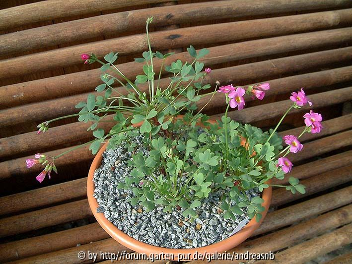 Oxalis squamata - Schale
