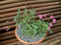 Oxalis squamata - Schale