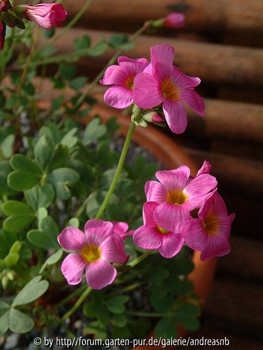 Oxalis squamata - Blüte
