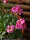 Oxalis squamata - Blüte
