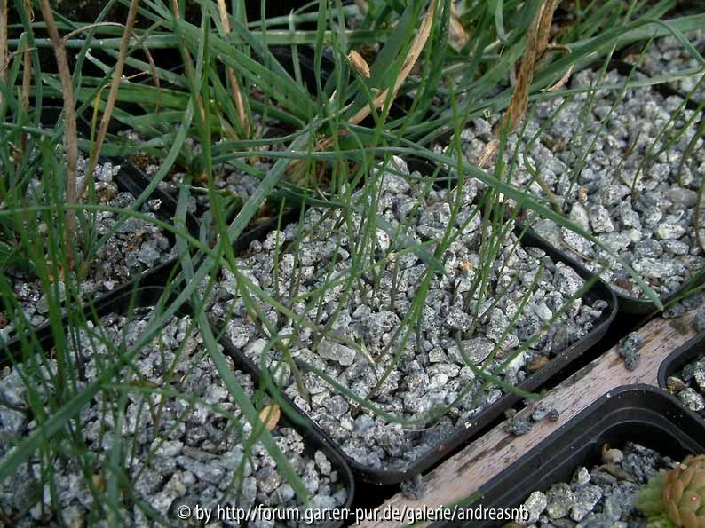 Allium carinatum ssp. pulchellum / Sämlinge