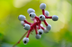 Actaea pachypoda