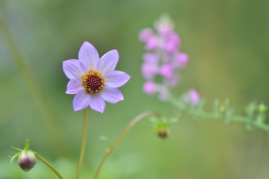 Dahlia merckii 20.9.2012