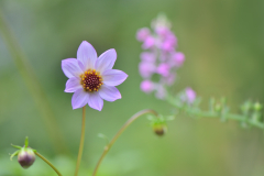Dahlia merckii 20.9.2012