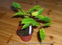 Rosiflora pflänzchen 2012.jpg