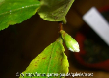 Rosiflora Knospe 1.jpg