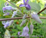 Clematis urticifolia