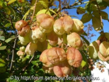 Staphylea colchica