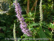 Elsholtzia stauntonii