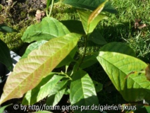 Magnolia amoena