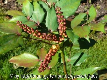 Mahonia sp. nova from Yunnan