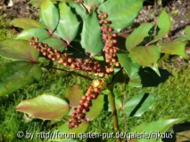 Mahonia sp. nova from Yunnan