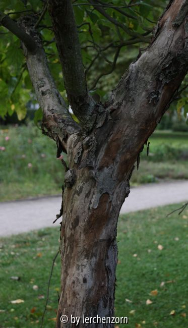 Malus spec. (ioensis?)