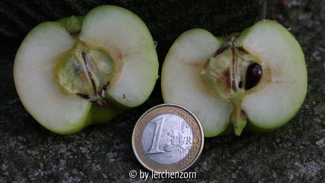 Malus spec. (ioensis?)
