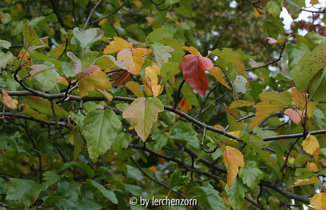 Malus spec. (ioensis?)
