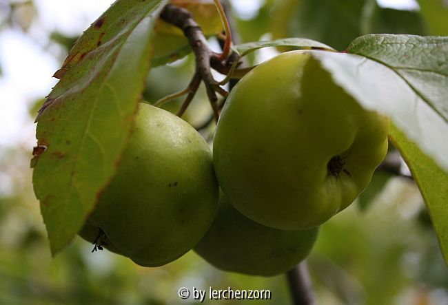 Malus spec. (ioensis?)