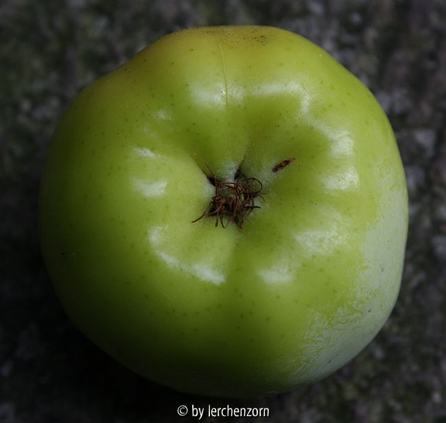 Malus spec. (ioensis?)