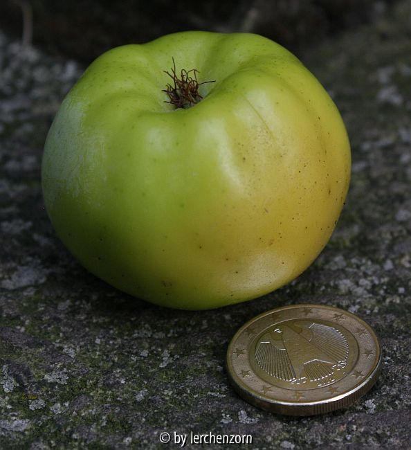 Malus spec. (ioensis?)