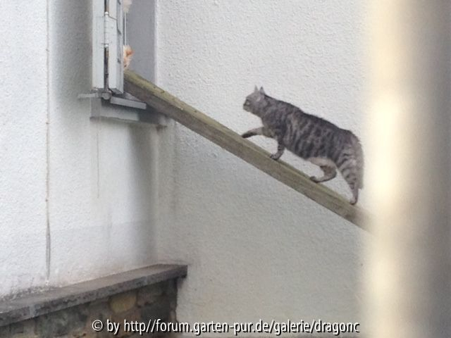 Ich gehe