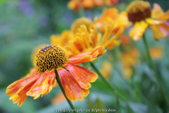 Helenium ??