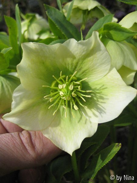 Helleborus creme grün
