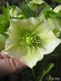Helleborus creme grün