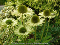 Echinacea 'Green Juwel'