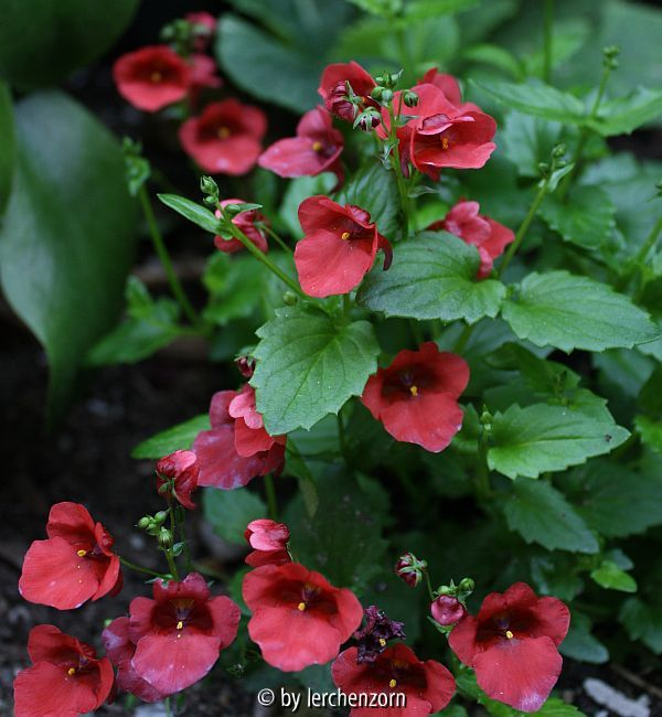 Diascia, rot