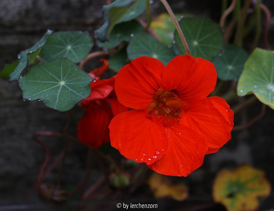 Tropaeolum majus