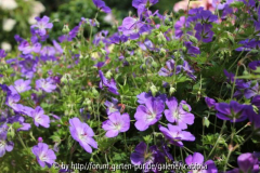 Geranium 'Rozanne'