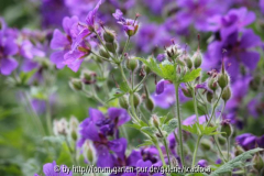 Geranium magnificum 'Rosemoor'