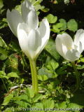 Colchicum spec. 'Album'