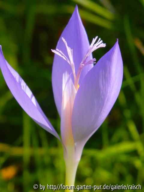 Crocus banaticus2