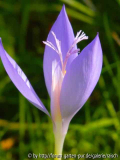 Crocus banaticus2